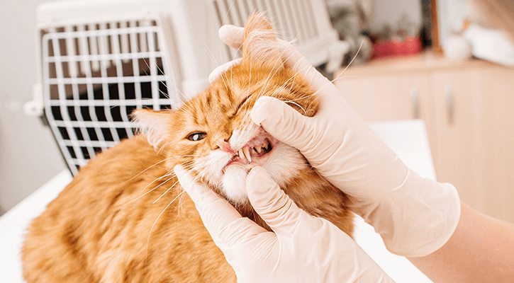 Pet Dental Exam