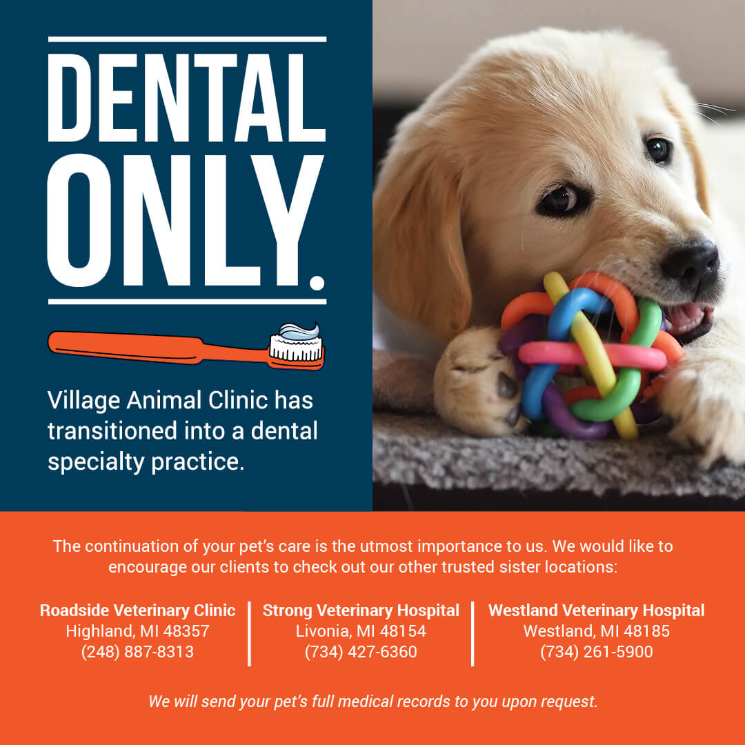 Village Animal Clinic | Veterinary Dental Care In Farmington