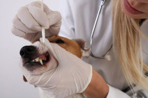 Dog Dental Braces