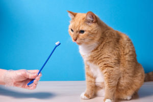 Cat With Toothbrush