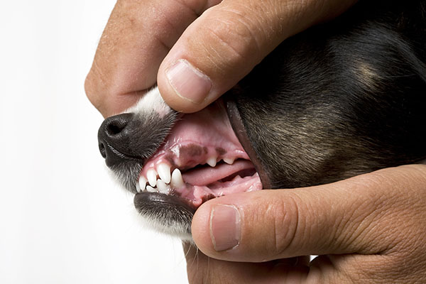 Pet Endodontics